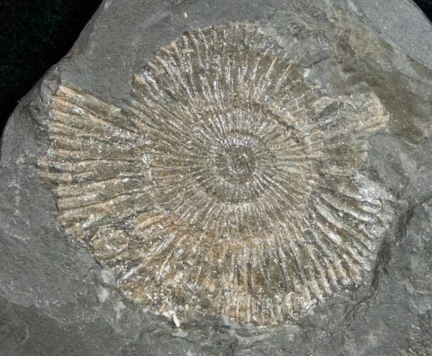 Dactylioceras Ammonite - Posidonia Shale #11125